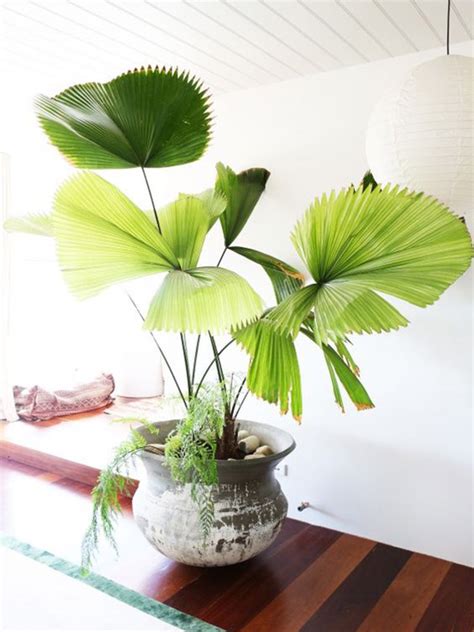 住家適合種的植物|10種室內大型植物推薦！耐陰好養、風水招財，沒陽光。